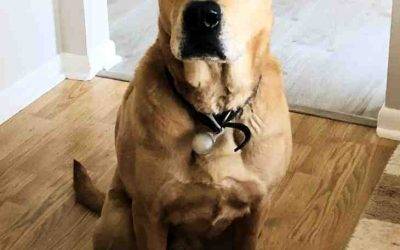 Yellow Labrador Retriever German Shepherd Mix Dog For Adoption Michigan
