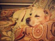 Yellow Lab Mix For Adoption in Indianapolis 4