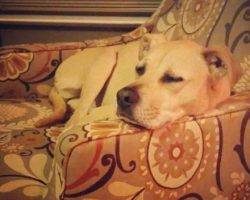 Yellow lab mix for adoption in indianapolis 4