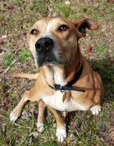 Yellow labrador retriever mix dog for adoption in winterville ga – supplies included – adopt luly