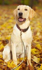 Yellow labrador retriever for adoption in calgary