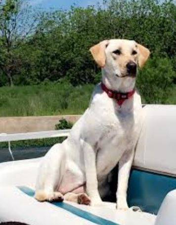 Yellow labrador retriever for adoption in san antonio