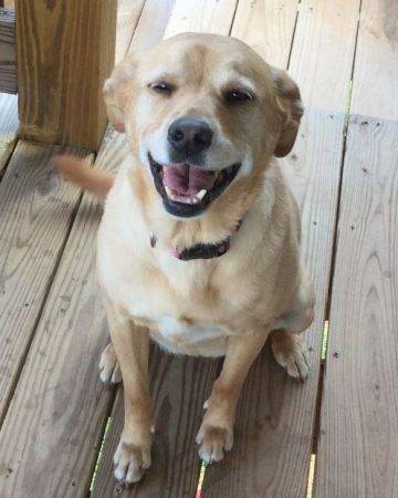 Yellow labrador retriever mix dog for adoption in cumming, georgia – adopt remi today!