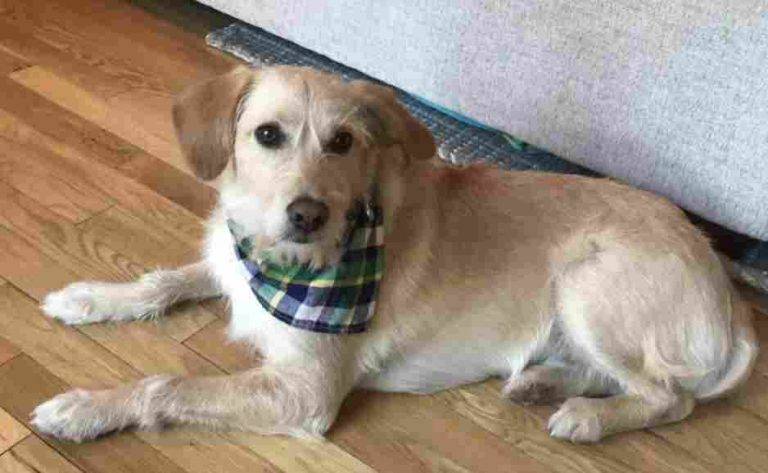 wheaten terrier and golden retriever mix