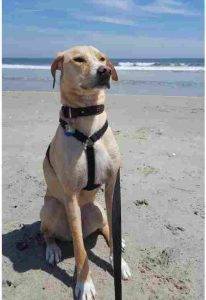 Maizy the yellow lab mix enjoys the sun and sand at the beach, near ventura ca.