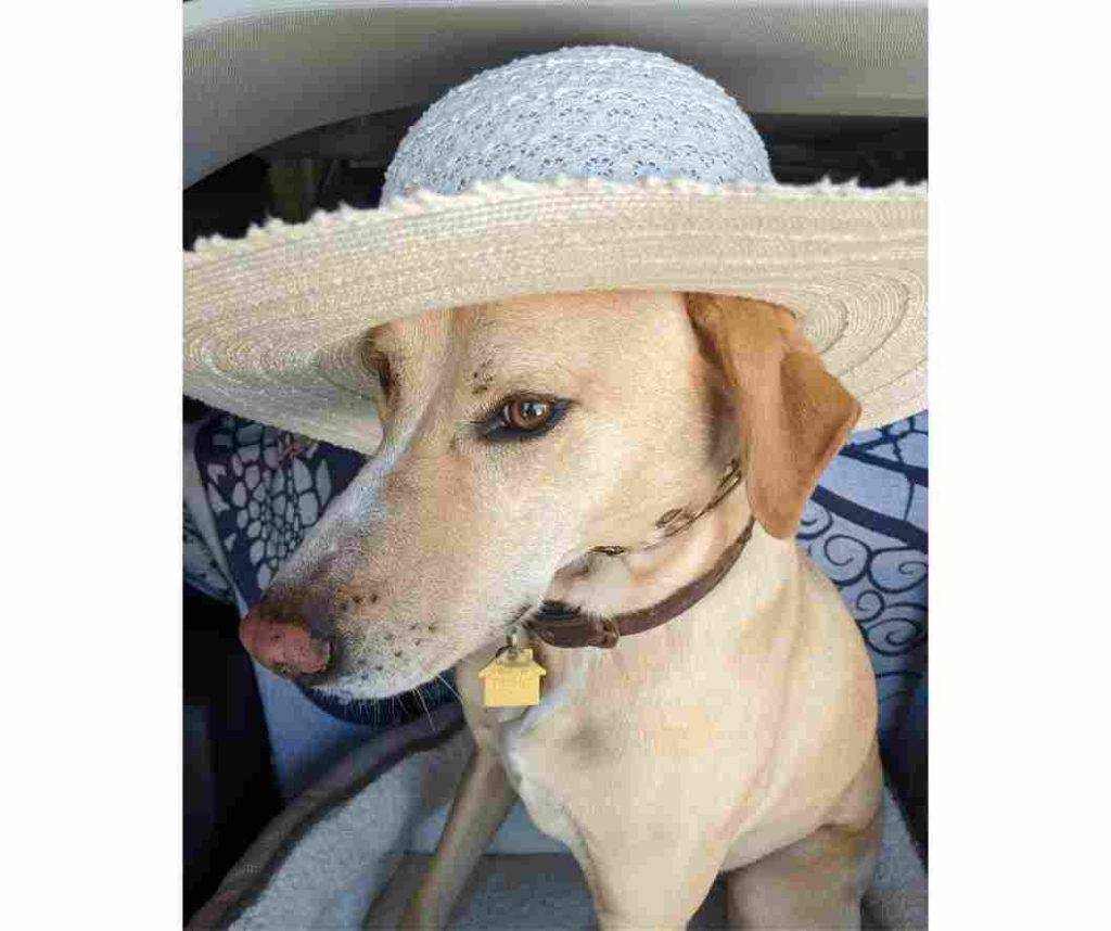 This yellow Labrador retriever mix will guard your hat for you.