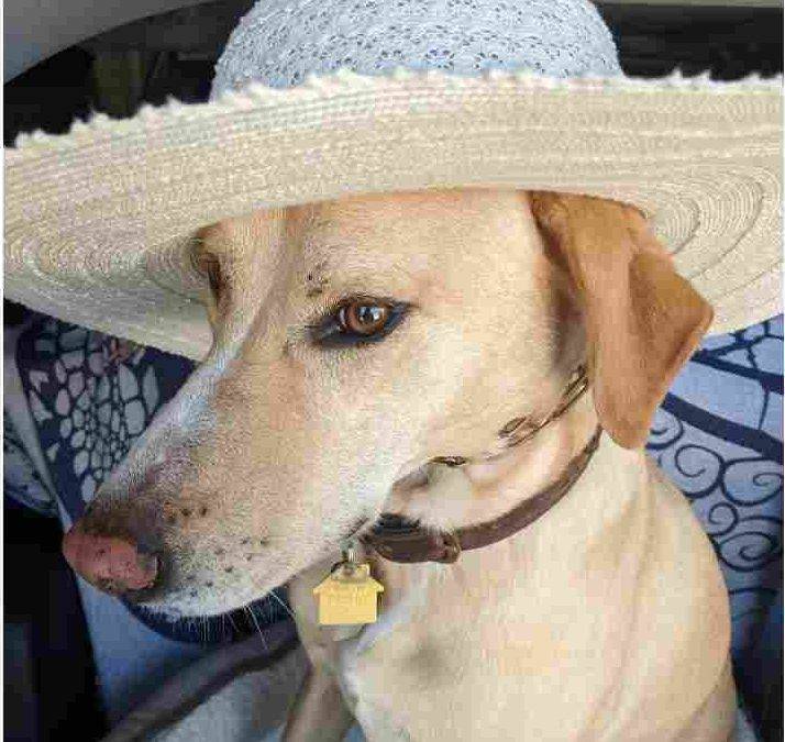 Yellow Labrador Retriever Whippet Mix Dog For Adoption in Ventura California – Meet Maizy
