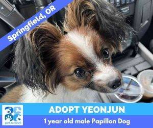 Papillon dog adopted in springfield oregon – meet yeonjun