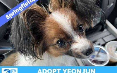 Papillon Dog For Adoption in Springfield Oregon – Adopt Yeonjun