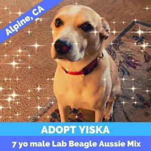 Yiska lab beagle australian shepherd mix dog adoption san diego ca