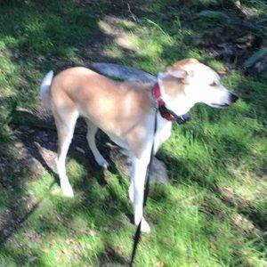 Yellow labrador retriever beagle aussie mix dog adoption san diego ca