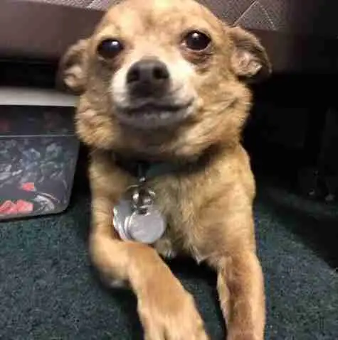 Photo York Chihuahua Adoption Chandler AZ 1