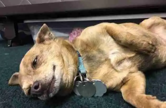 Photo York Chihuahua Adoption Chandler AZ 1