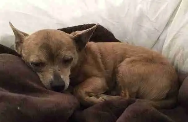 Photo York Chihuahua Adoption Chandler AZ 1