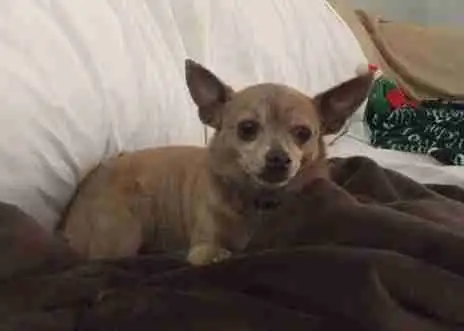 Photo York Chihuahua Adoption Chandler AZ 1