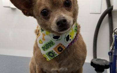 Chihuahua for adoption in chandler az – meet adorable york