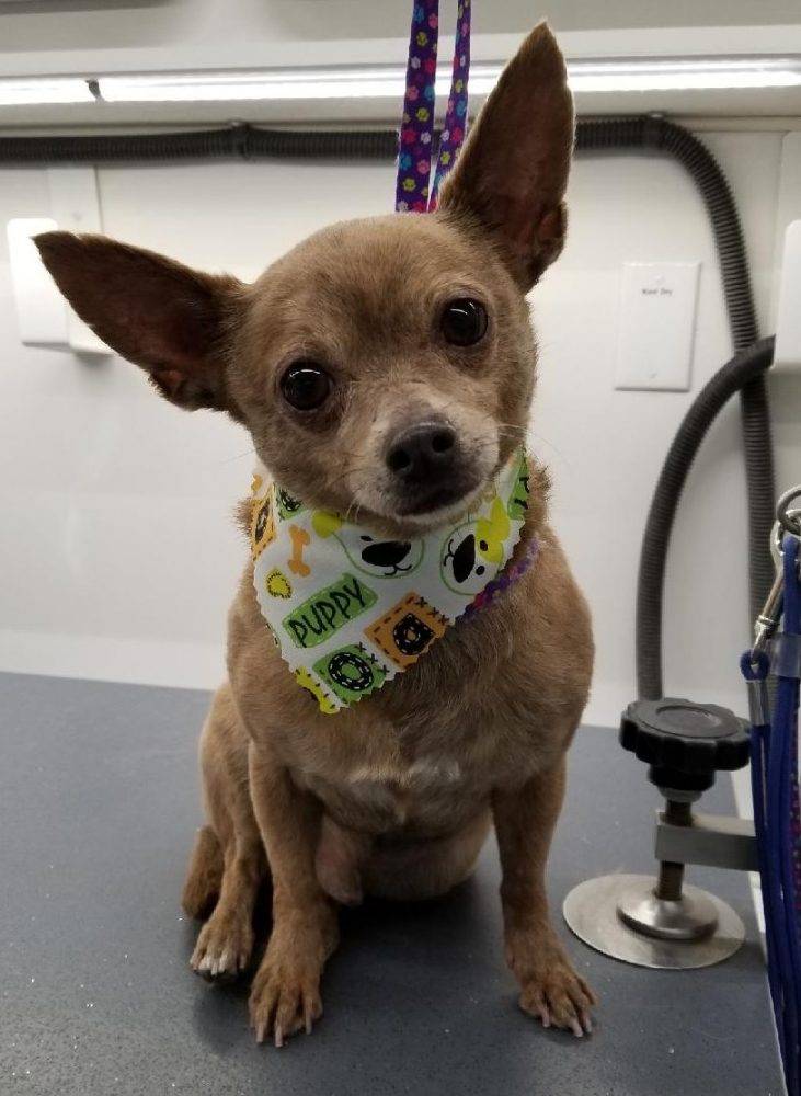 York 7 year old chihuahua to adopt in az