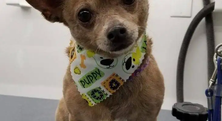 York Chihuahua For Adoption Chandler Arizona