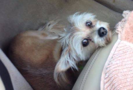Loveable Louee – Adorable Yorkshire Terrier Mix, 8, Seeks Loving Forever Home – San Diego, CA