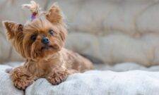 Yorkie Toy Dog Breed