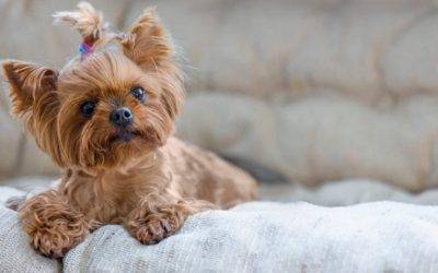 Teacup Yorkie Yorkshire Terrier For Adoption in Fort Bragg CA – Supplies Included – Adopt Tianna