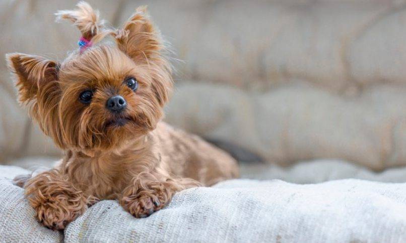 Yorkie toy dog breed