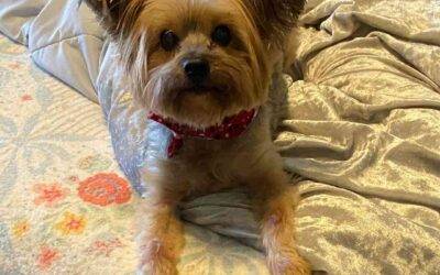 Yorkshire Terrier (Yorkie) Dog For Adoption in Cartersville Georgia – Supplies Included – Adopt Sebastian