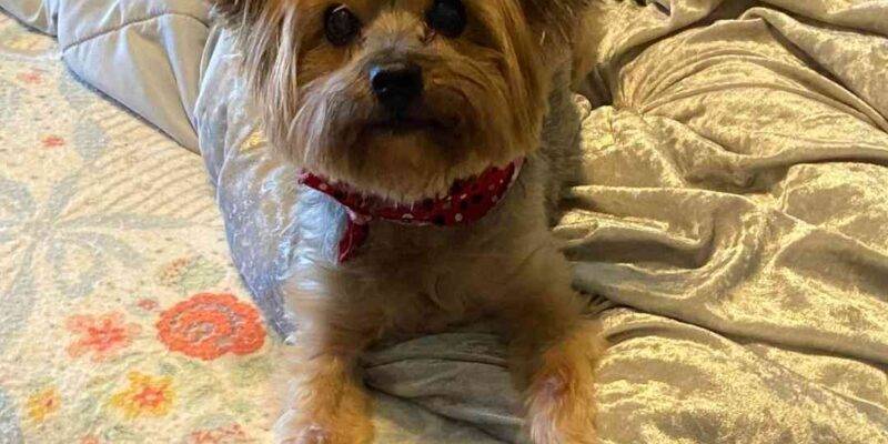 Yorkshire Terrier (Yorkie) Dog For Adoption In Cartersville Georgia – Supplies Included – Adopt Sebastian