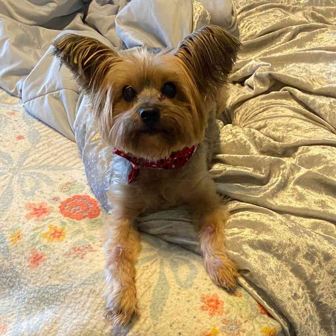 Yorkshire Terrier (Yorkie) Dog For Adoption in Cartersville Georgia – Supplies Included – Adopt Sebastian