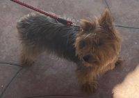 Tinkerbelle A 3 Yo Female Yorkshire Terrier For Adoption In Anaheim CA