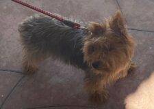 Tinkerbelle A 3 Yo Female Yorkshire Terrier For Adoption In Anaheim CA