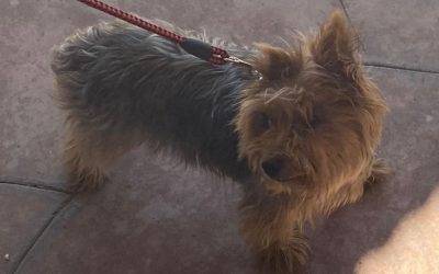 Yorkshire Terrier (Yorkie) For Adoption in Anaheim CA – Adopt Tinkerbelle