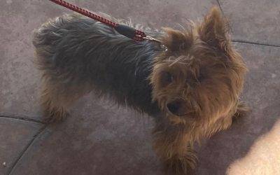 Yorkshire terrier (yorkie) for adoption in anaheim ca – adopt tinkerbelle