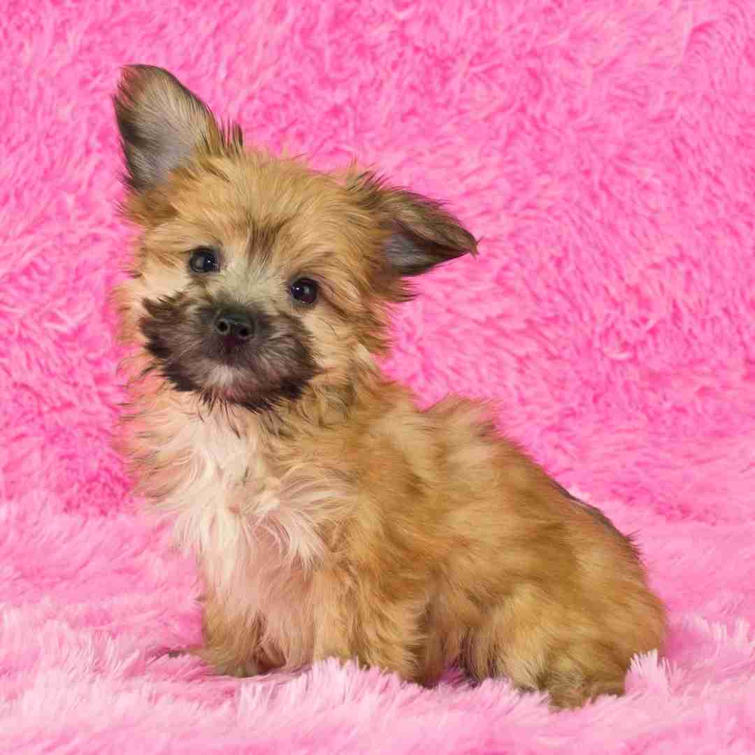 Yorkipoo Adoption Guide Pet Rehoming Services