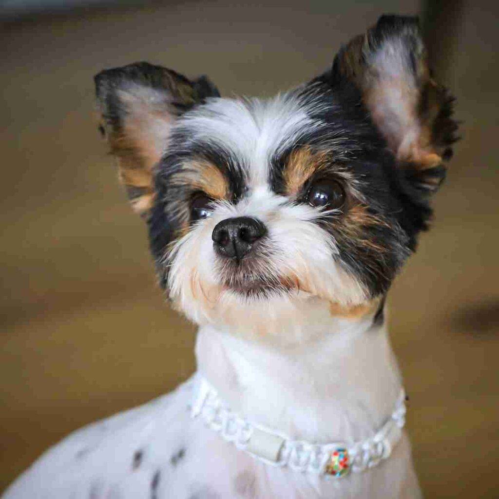 Yorkipoo puppy photo (6)