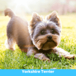 Yorkshire Terrier Dog Photo