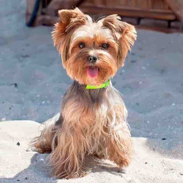 Cute yorkie dog