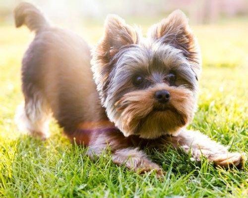 Yorkshire-Terrier