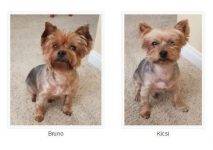 REHOMED – Terrific Twosome – Kicsi & Bruno – Adorable Purebred Yorkie Brothers –  San Diego