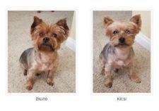 REHOMED – Terrific Twosome – Kicsi & Bruno – Adorable Purebred Yorkie Brothers –  San Diego
