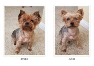 Rehomed – terrific twosome – kicsi & bruno – adorable purebred yorkie brothers –  san diego