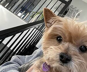 A close up of ivy, showing her adorable black, button nose and big brown eyes.