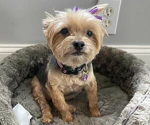 Cute little ivy, a yorkshire terrier dog for adoption in philadelphia pa is sitting in her dog bed looking extra cute and gazing right into the camera