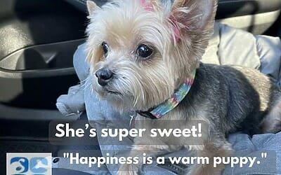 1 adorable yorkshire terrier dog for adoption in philadelphia pa – meet ivy