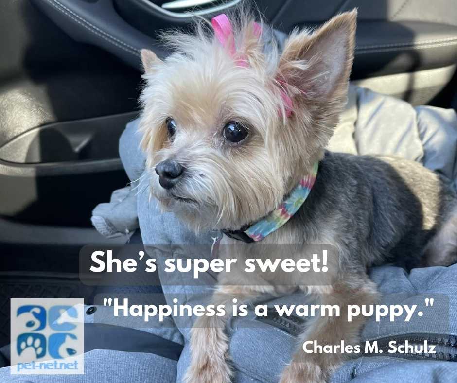 A great photo of Ivy the Yorkie for adoption in Philly riding in the car, looking like she is paying careful attention to the road!