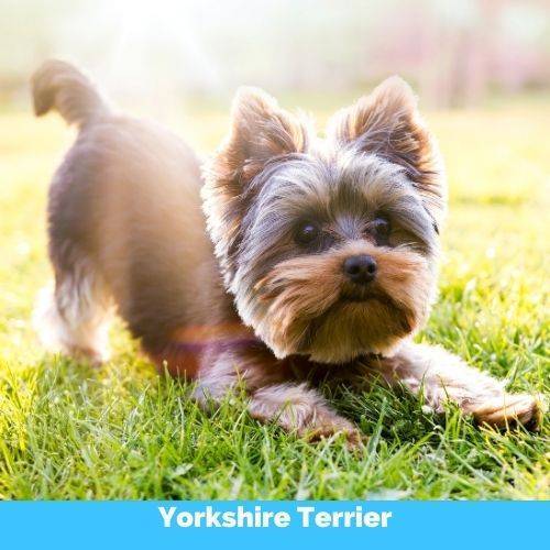 Yorkshire terriers for adoption near you – rehome or adopt a yorkie dog or puppy