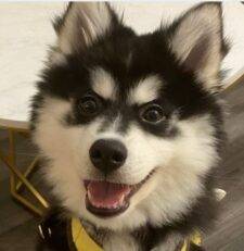 Yucai Pomeranian Husky Mix Puppy For Adoption Pittsburgh 3