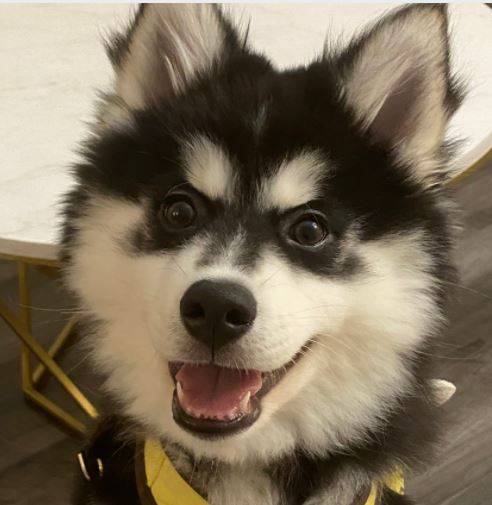 Adopt a pomsky puppy in pittsburgh pa – supplies included – meet yucai