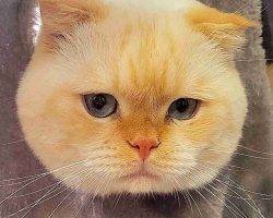 Yuki persian scottish fold mix cat for adoption in edmonton ab