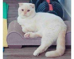 Yuki persian scottish fold mix cat for adoption in edmonton ab
